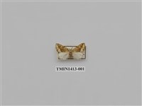 藏品(夜蛾科)的圖片